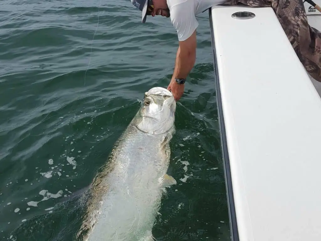 big tarpon in tampa bay