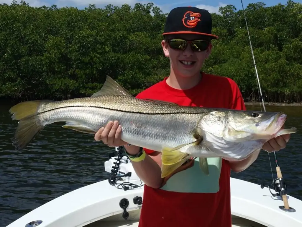 big snook caught in st petersburg