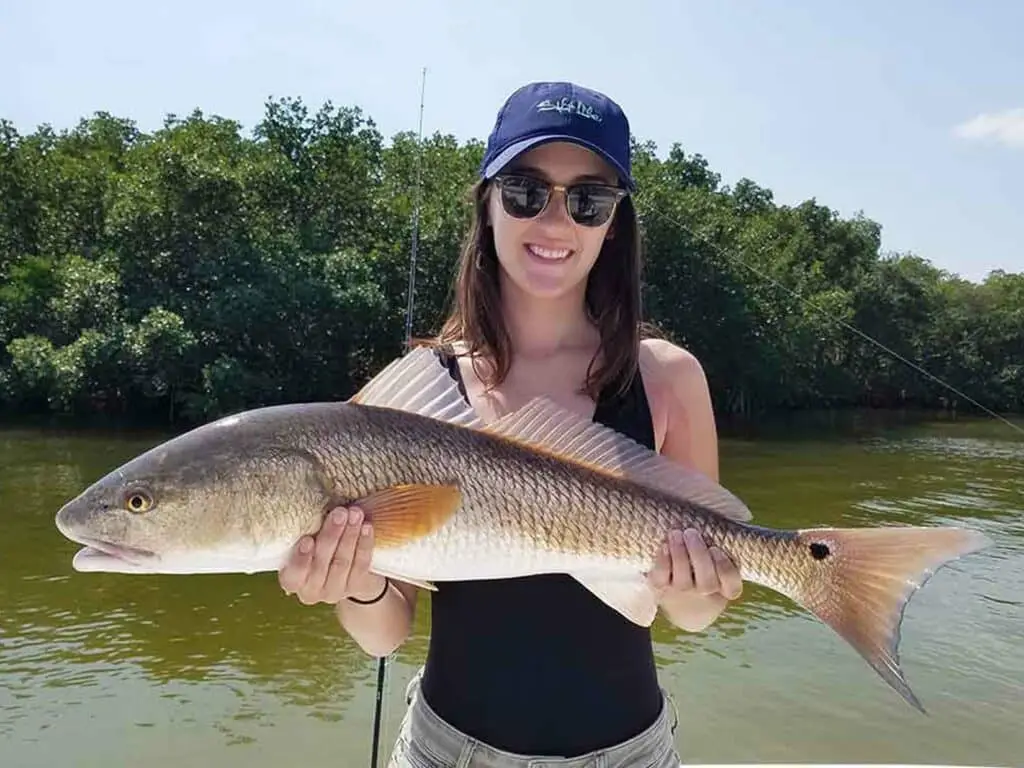 Redfish caught in St. Petersburg