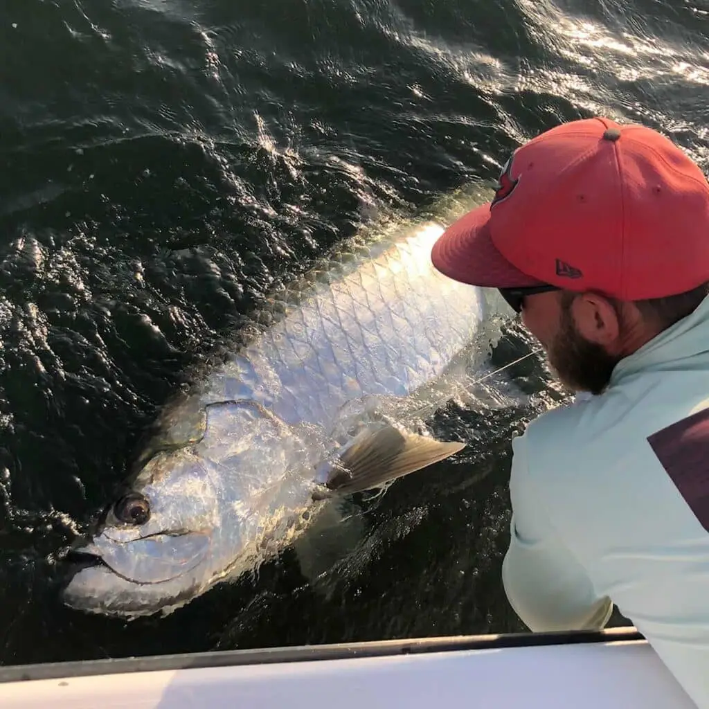 tampa bay tarpon fishing