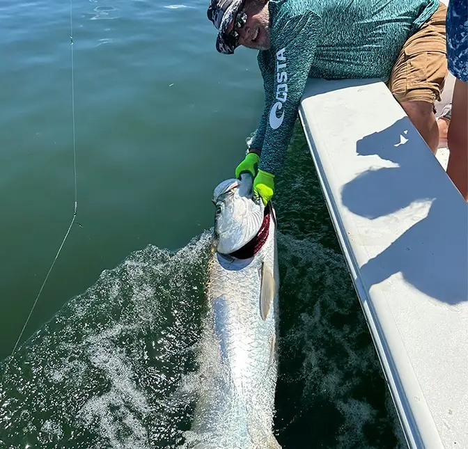 tarpon caught on st pete beach charter